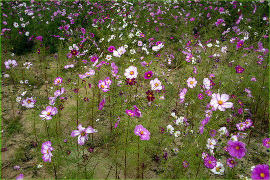 波斯菊
