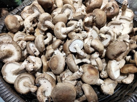香菇