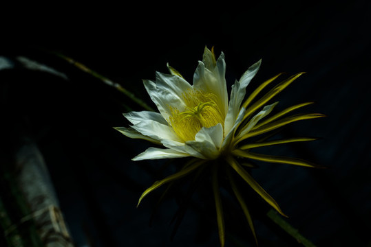 火龍果花
