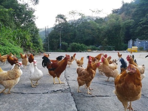 雞