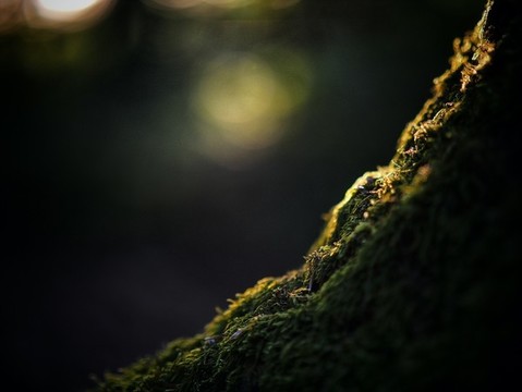 苔蘚特寫