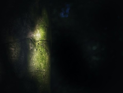 樹干特寫