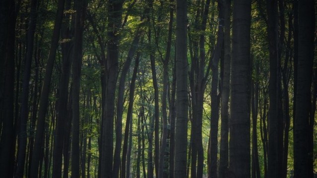 茂密森林