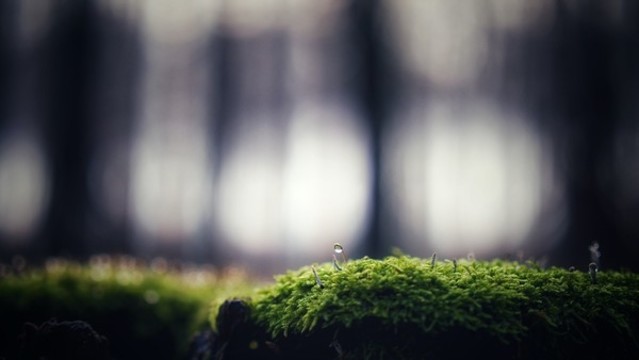苔蘚特寫