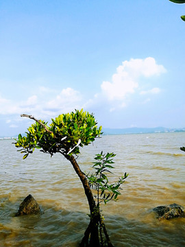 榕樹