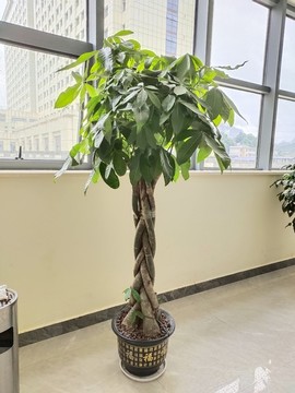 瓜栗盆景