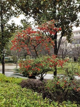 一整株沙棘果
