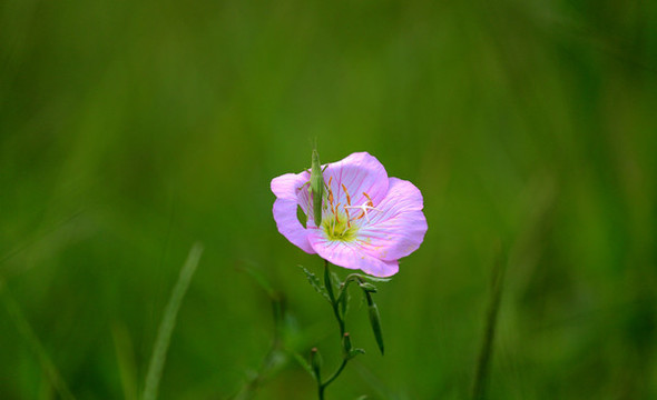螞蚱與花