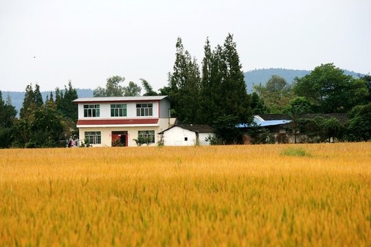 農(nóng)家稻田