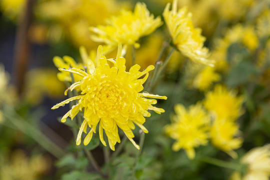 菊花