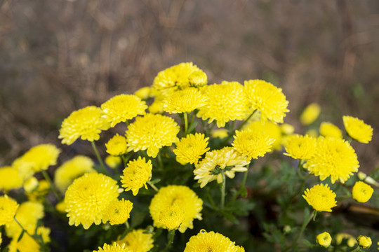 菊花