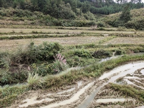 田園風(fēng)光