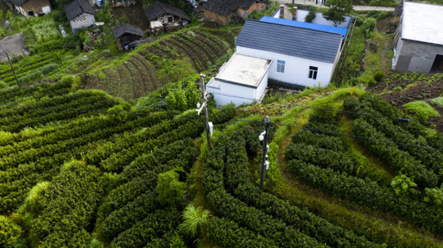牯牛降高山茶園