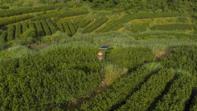牯牛降高山茶園