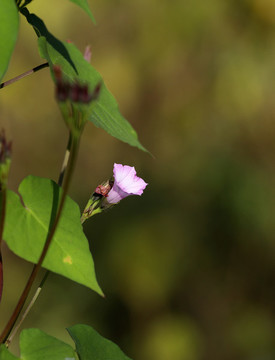 牽牛花
