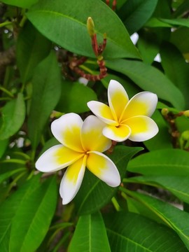 黃色雞蛋花