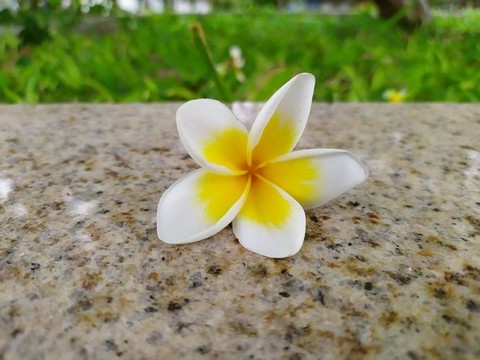 地上的花