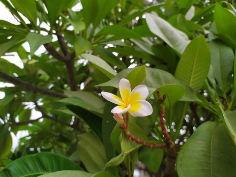 雞蛋花樹