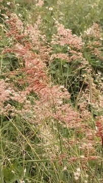 紅毛草