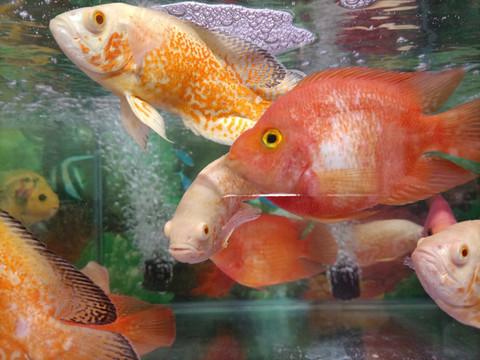 魚缸觀賞小魚
