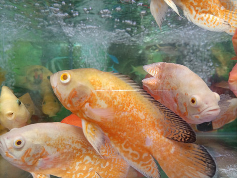 魚(yú)缸觀賞小魚(yú)