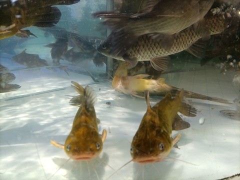 黃骨魚