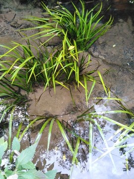 苦草