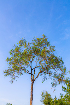 小樹
