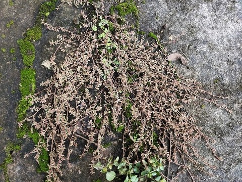 地錦草