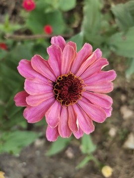 粉色百日菊特寫