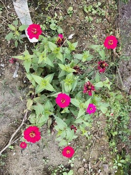 一整株百日菊