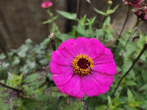 秋菊