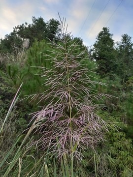 野生芭茅