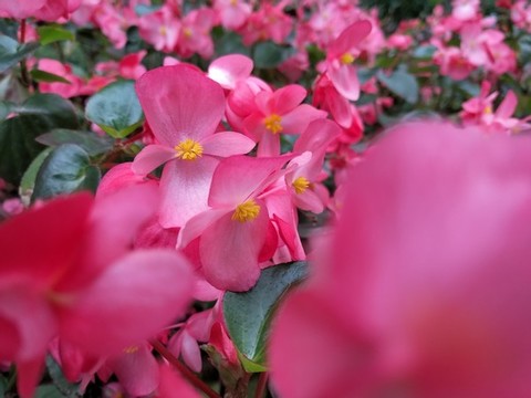 秋海棠微距特寫(xiě)紅花粉嫩綠化帶