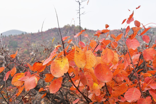 香山紅葉