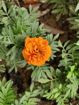 萬壽菊
