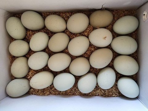 綠殼雞蛋