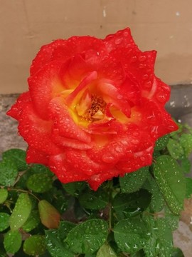 月季花