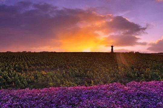 風(fēng)車夕陽(yáng)花海