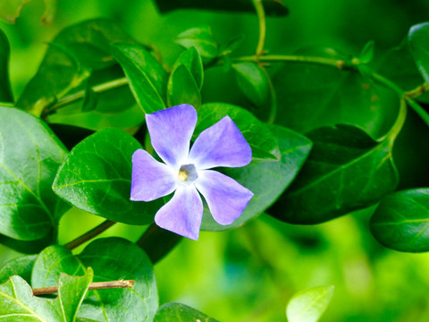蔓長春花