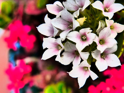 長壽花