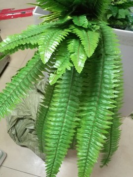 綠植背景