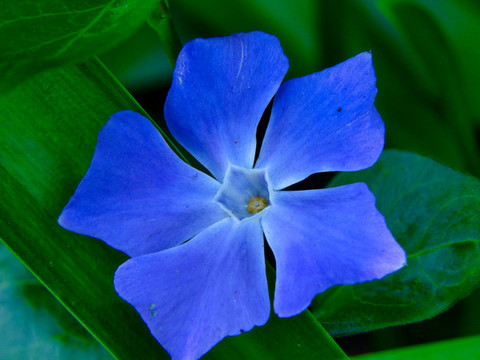 小蔓長春花