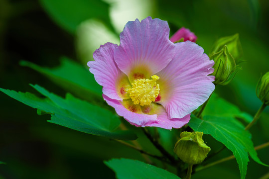 盛開的芙蓉花