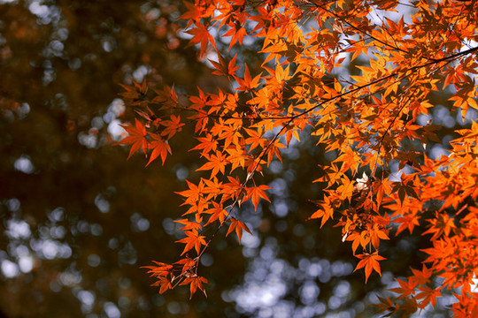 紅楓葉特寫