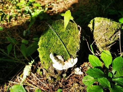 保護森林植被樹樁