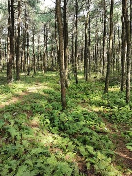 原生態(tài)森林