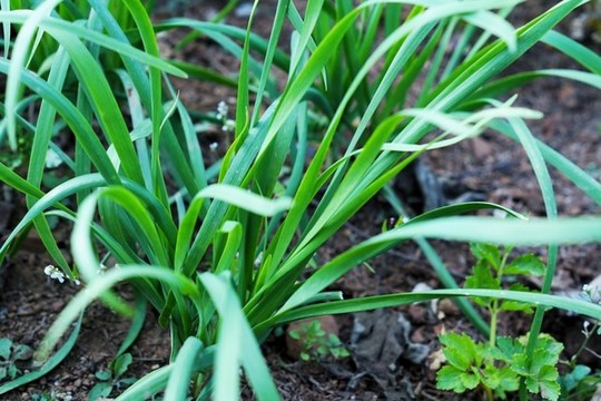 生態(tài)園蔬菜