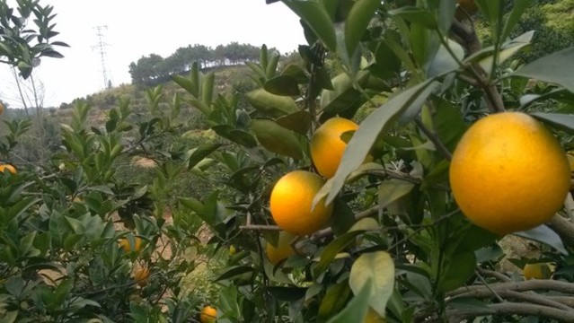 臍橙