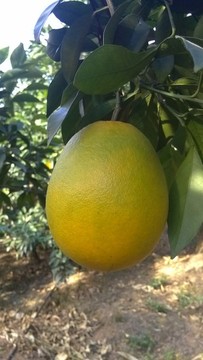 臍橙